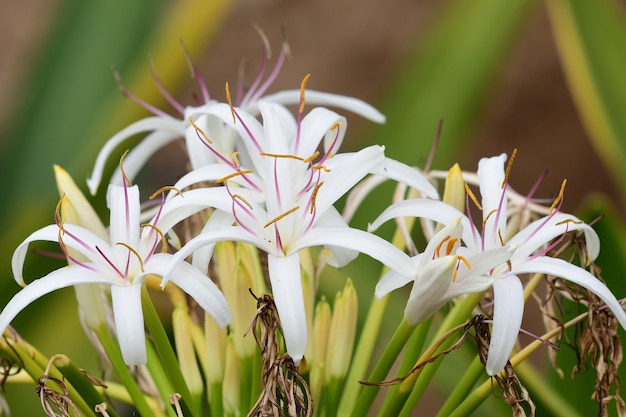 Photo vue rapprochée d'une plante à fleurs blanches