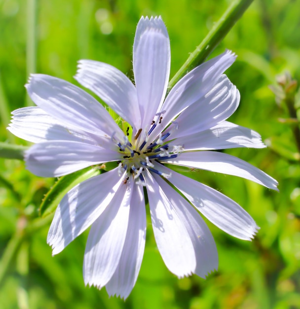 Photo vue rapprochée d'une plante à fleurs blanches