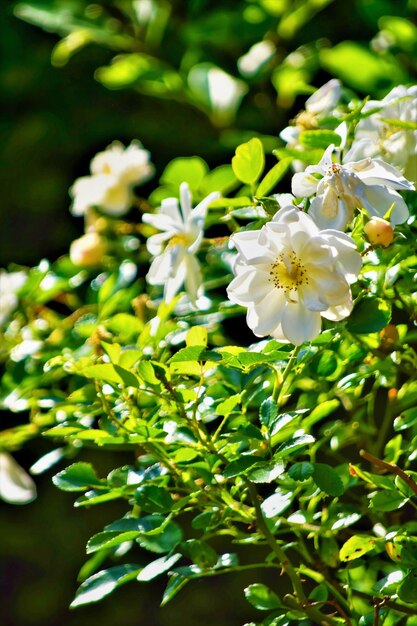 Photo vue rapprochée d'une plante à fleurs blanches