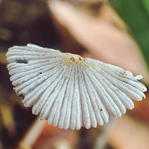 Photo vue rapprochée d'une plante à fleurs blanches