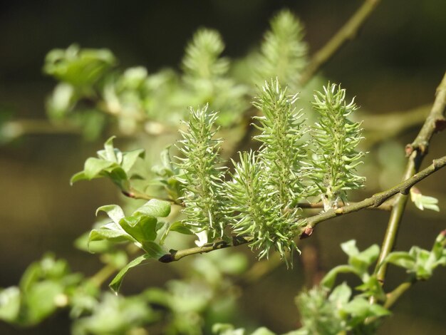 Vue rapprochée d'une plante à fleurs blanches.