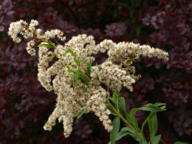 Photo vue rapprochée d'une plante à fleurs blanches