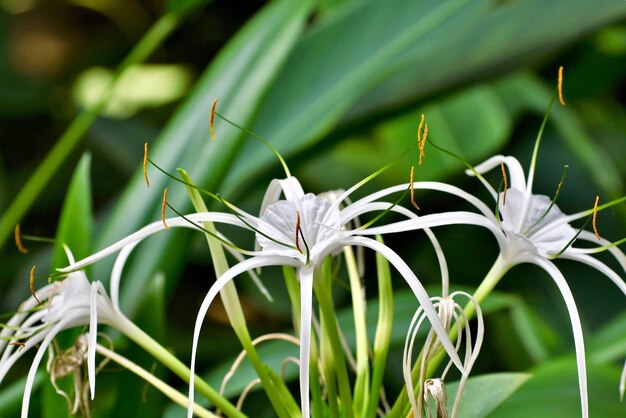 Photo vue rapprochée d'une plante à fleurs blanches