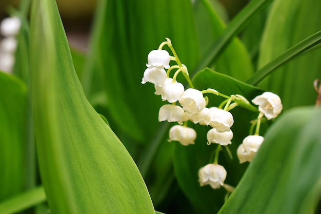 Photo vue rapprochée d'une plante à fleurs blanches