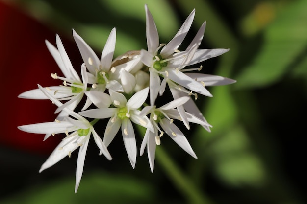 Photo vue rapprochée d'une plante à fleurs blanches.