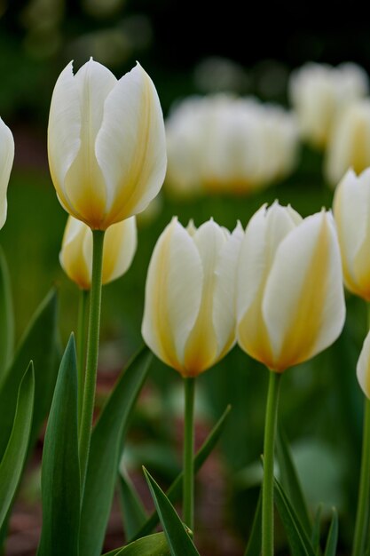 Vue rapprochée d'une plante à fleurs blanches