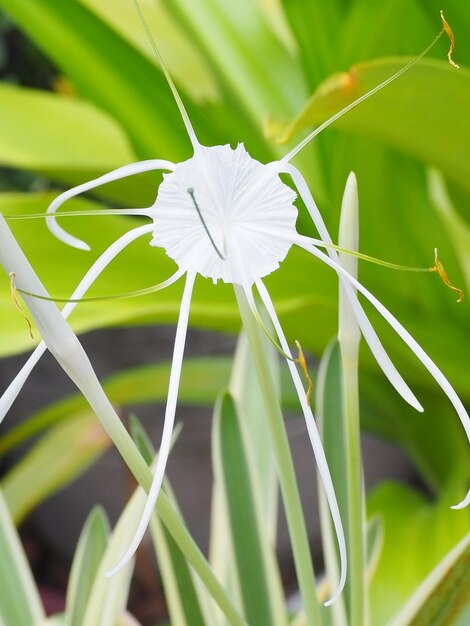 Photo vue rapprochée d'une plante à fleurs blanches