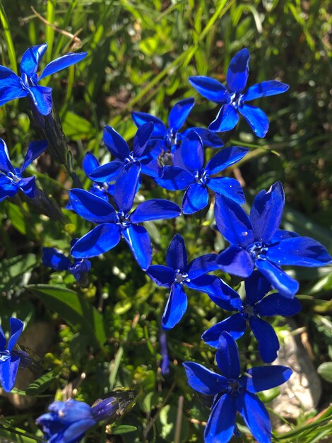 Photo vue rapprochée d'une plante à fleurs bleues