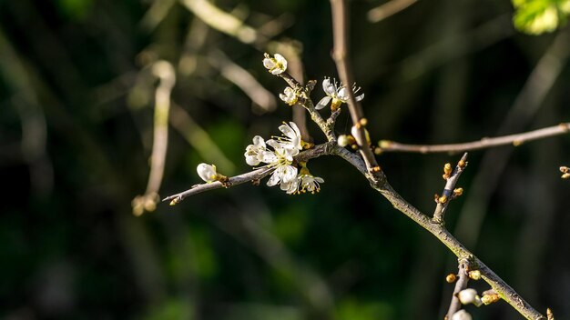 Photo vue rapprochée d'une plante à fleurs sur une branche