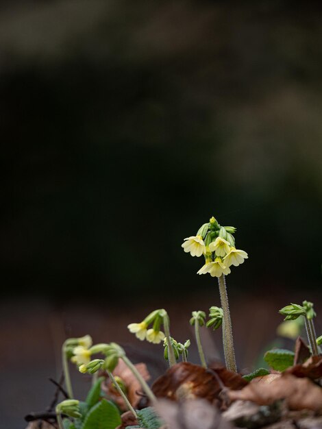 Photo vue rapprochée d'une plante à fleurs sur le champ