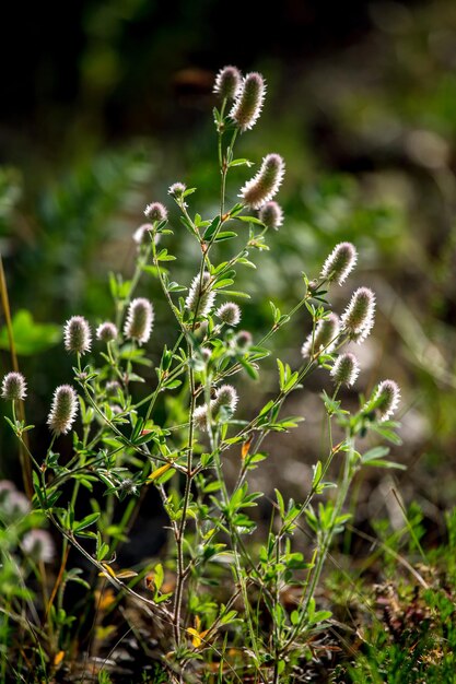 Photo vue rapprochée d'une plante à fleurs sur le champ