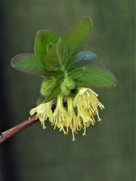 Photo vue rapprochée d'une plante à fleurs flétrie