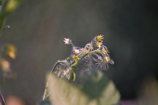 Photo vue rapprochée d'une plante à fleurs sur un fond flou