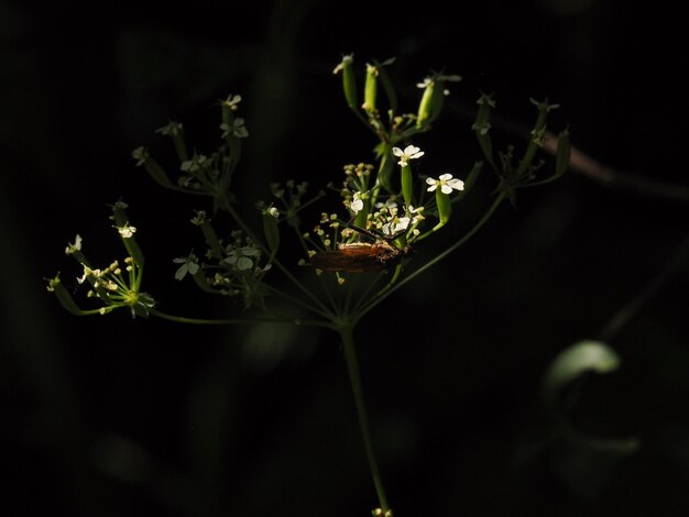 Photo vue rapprochée d'une plante à fleurs sur un fond noir