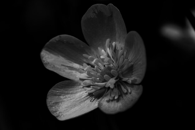 Photo vue rapprochée d'une plante à fleurs sur un fond noir