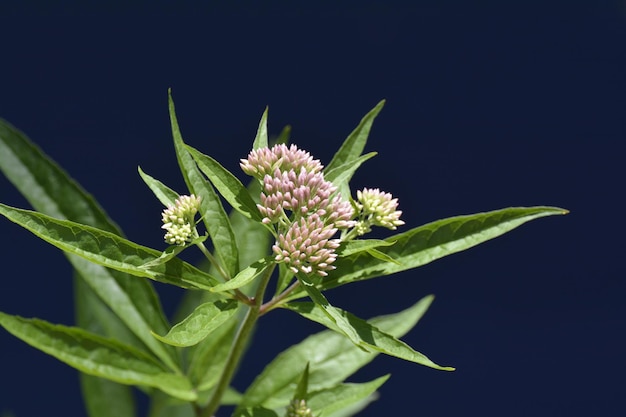 Photo vue rapprochée d'une plante à fleurs sur un fond noir