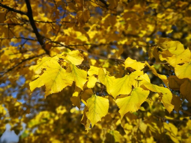 Photo vue rapprochée d'une plante à fleurs jaunes en automne