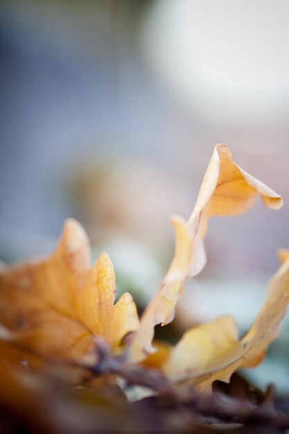 Photo vue rapprochée d'une plante à fleurs jaunes en automne