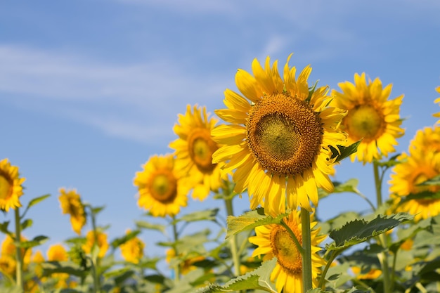 Vue rapprochée d'une plante à fleurs jaunes sur le champ contre le ciel