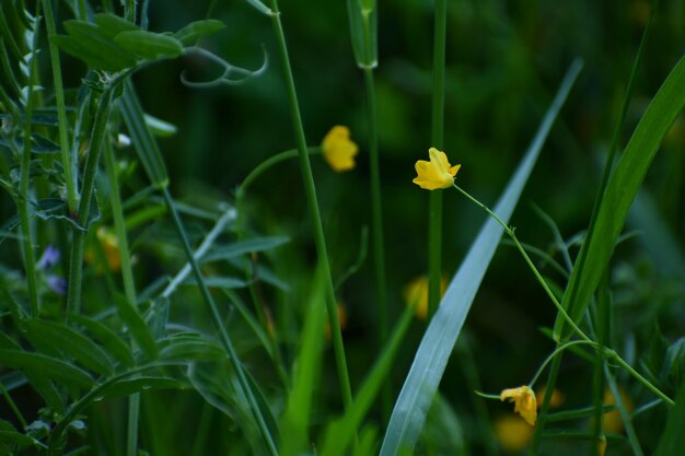 Photo vue rapprochée d'une plante à fleurs jaunes sur le champ