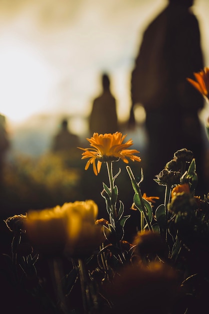 Vue rapprochée d'une plante à fleurs jaunes sur le champ