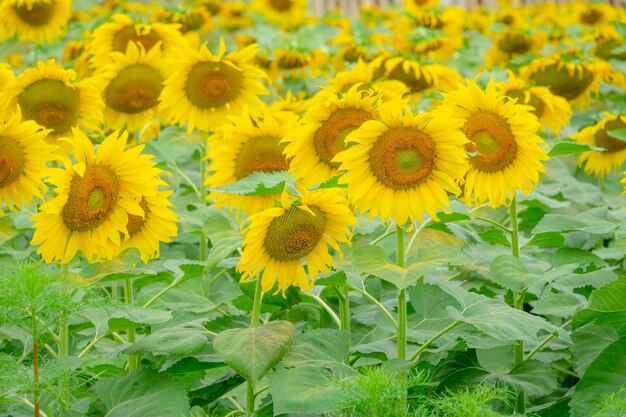 Vue rapprochée d'une plante à fleurs jaunes sur le champ