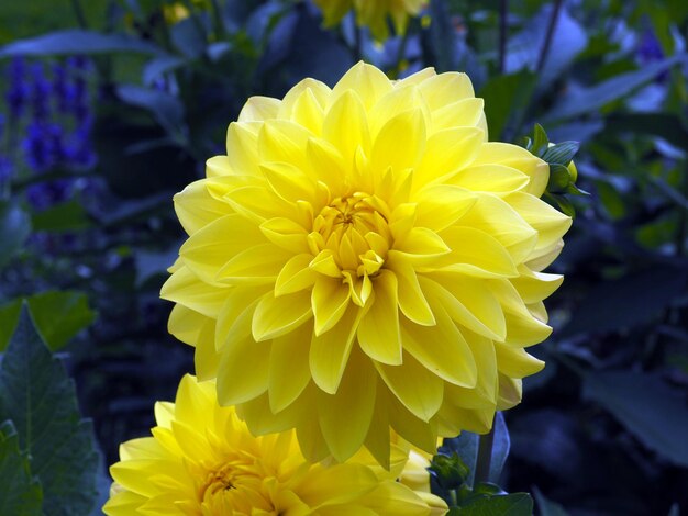 Photo vue rapprochée d'une plante à fleurs jaunes dans un parc