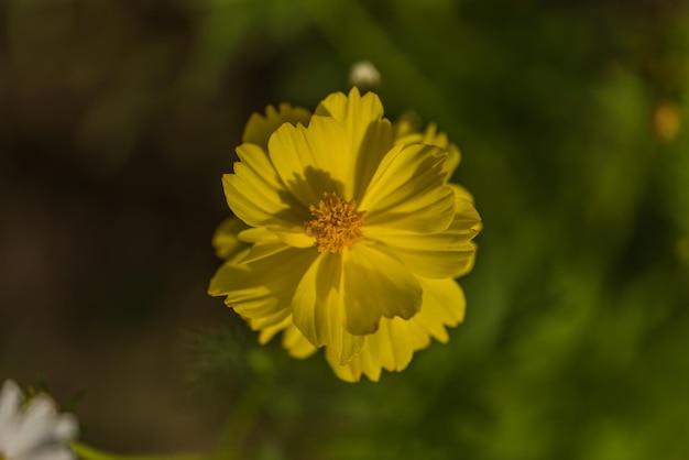 Photo vue rapprochée d'une plante à fleurs jaunes