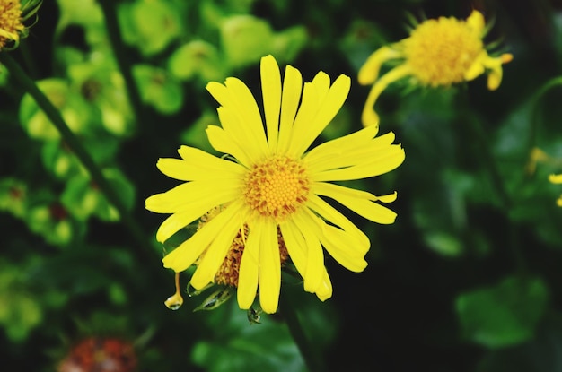 Photo vue rapprochée d'une plante à fleurs jaunes