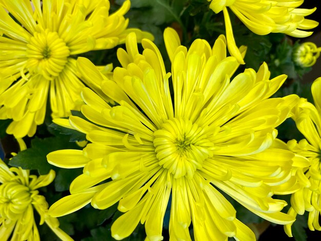 Photo vue rapprochée d'une plante à fleurs jaunes