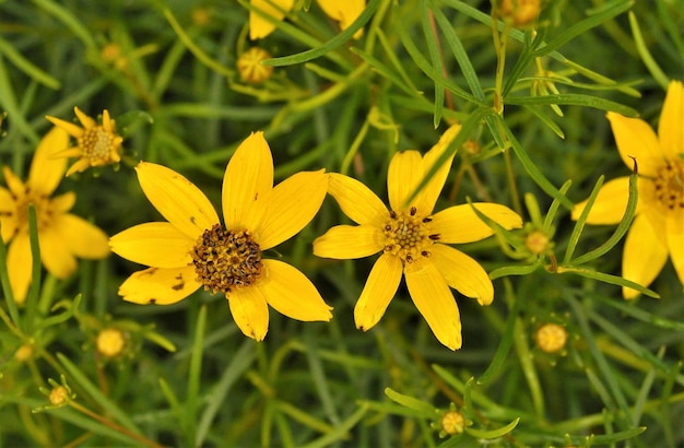 Photo vue rapprochée d'une plante à fleurs jaunes