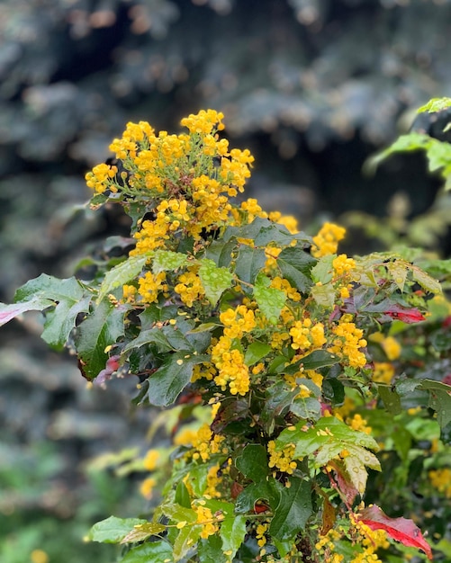 Vue rapprochée d'une plante à fleurs jaunes