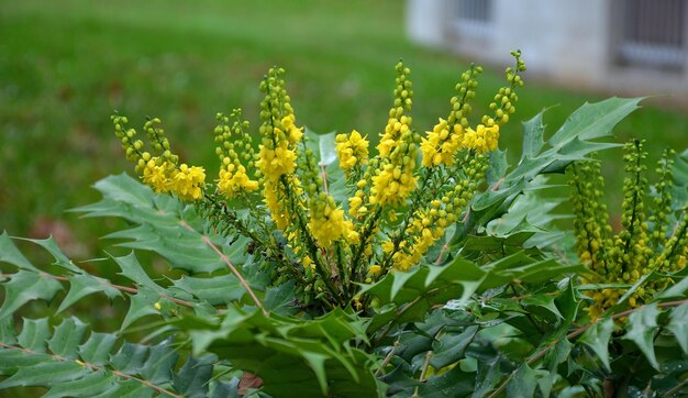 Photo vue rapprochée d'une plante à fleurs jaunes