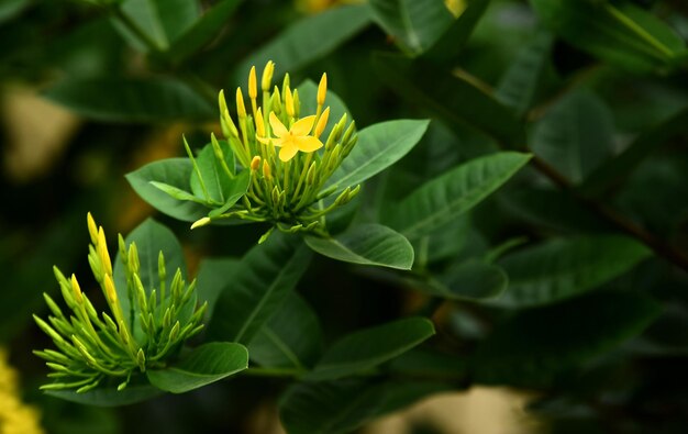 Vue rapprochée d'une plante à fleurs jaunes