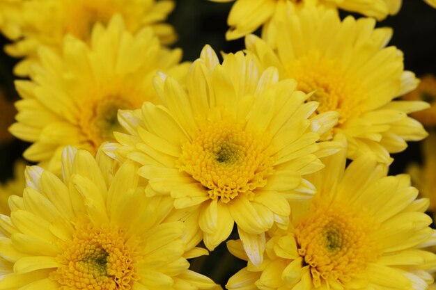 Photo vue rapprochée d'une plante à fleurs jaunes