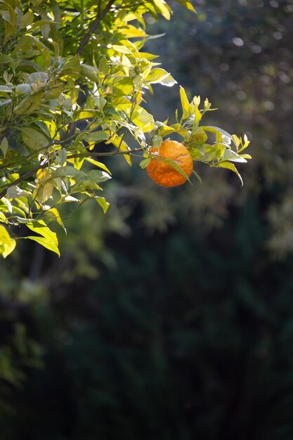 Photo vue rapprochée d'une plante à fleurs jaunes