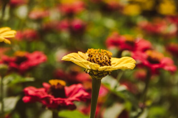 Photo vue rapprochée d'une plante à fleurs jaunes