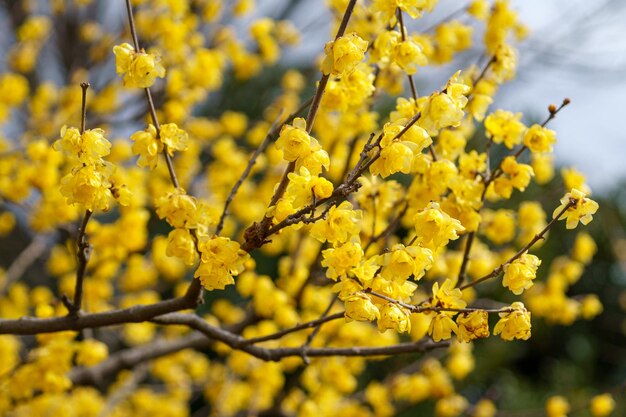 Vue rapprochée d'une plante à fleurs jaunes