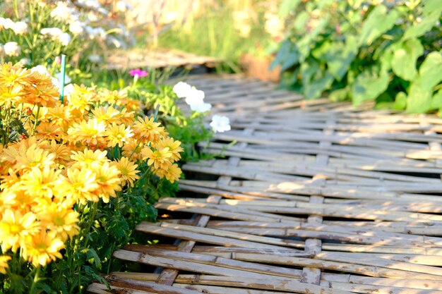 Photo vue rapprochée d'une plante à fleurs jaunes