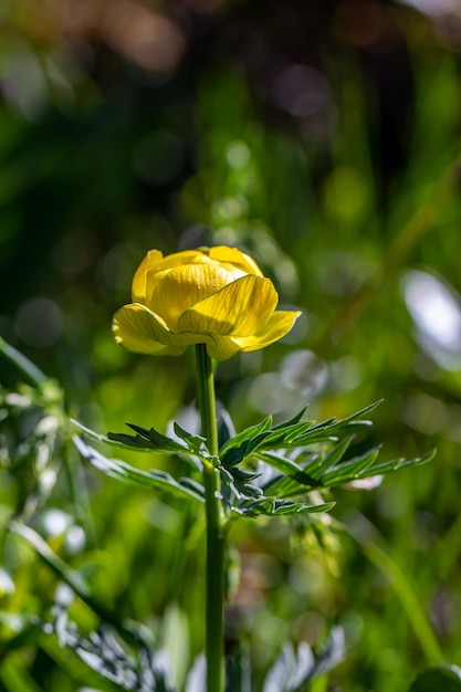 Photo vue rapprochée d'une plante à fleurs jaunes