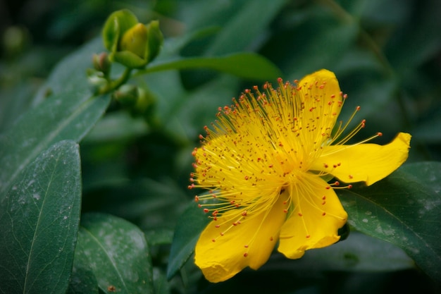 Vue rapprochée d'une plante à fleurs jaunes