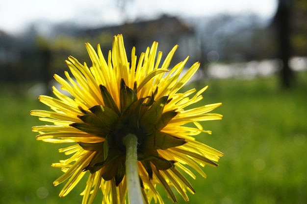 Vue rapprochée d'une plante à fleurs jaunes