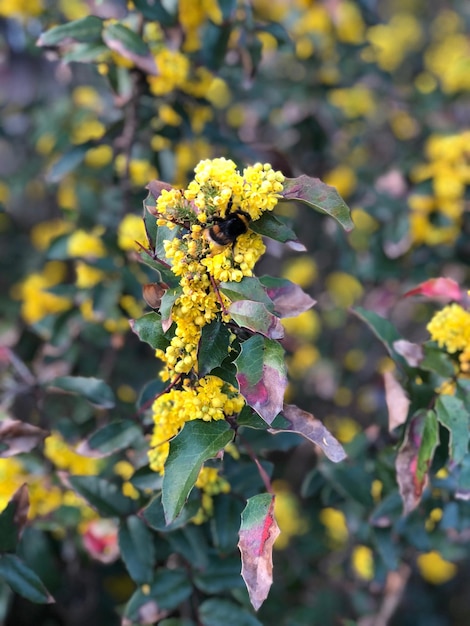 Photo vue rapprochée d'une plante à fleurs jaunes