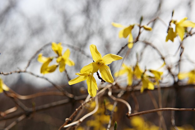 Vue rapprochée d'une plante à fleurs jaunes