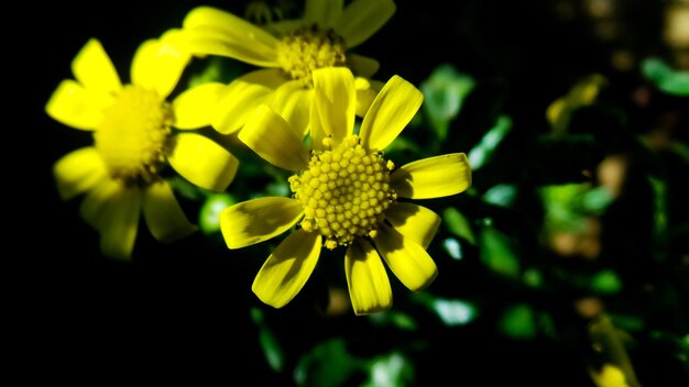 Photo vue rapprochée d'une plante à fleurs jaunes