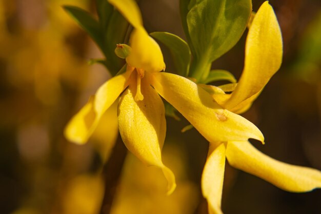 Photo vue rapprochée d'une plante à fleurs jaunes