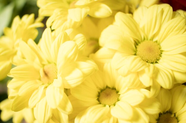 Photo vue rapprochée d'une plante à fleurs jaunes