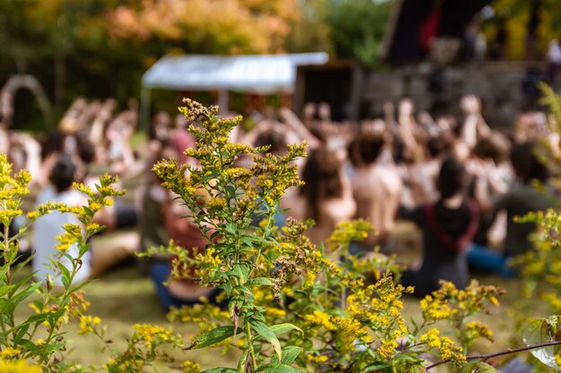 Photo vue rapprochée d'une plante à fleurs jaunes