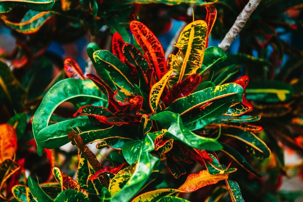 Photo vue rapprochée d'une plante à fleurs multicolore