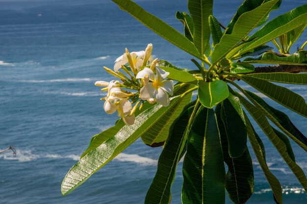 Photo vue rapprochée d'une plante à fleurs par mer